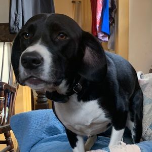 Meet your Posher, Sam